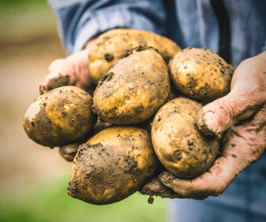 Burbank Dirty Hands fresh potatoes
